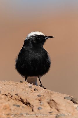 Monachella nera testabianca (Oenanthe leucopyga) - White-crowned Black Wheatear