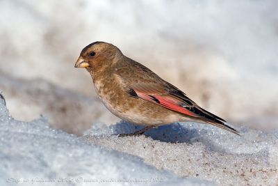 Fringuello alicremisi (Crimson-winged Finch)