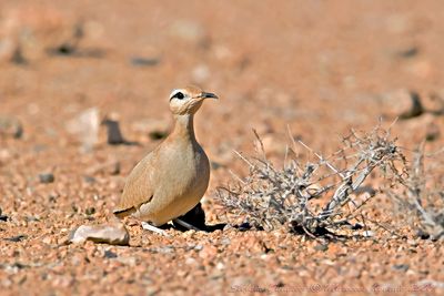Corrione biondo (Cream-colored Courser)