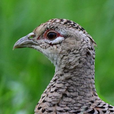 Pheasant