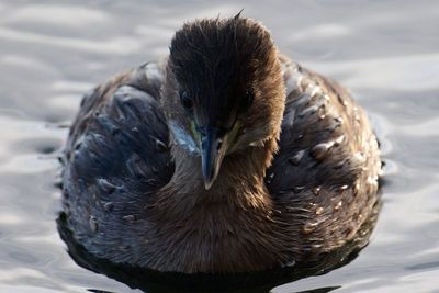 Little Grebe