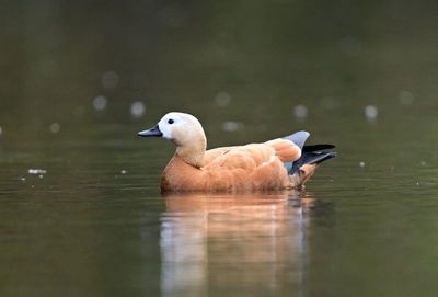 Ruddy shelduck