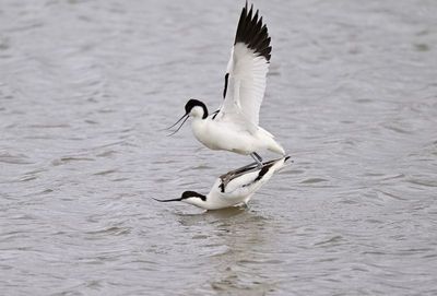 Avocet