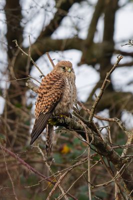 Kestrel