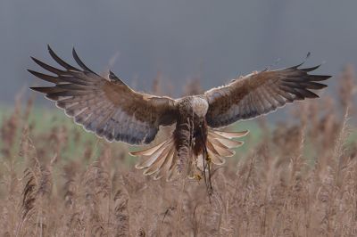 Marsh Harrier