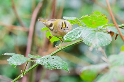 Goldcrest