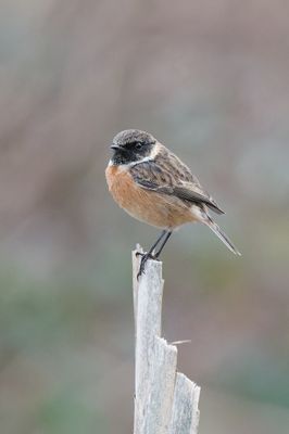 Stonechat