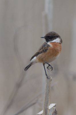 Stonechat