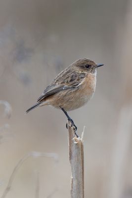 Stonechat