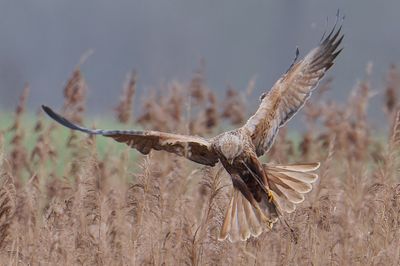 Marsh Harrier