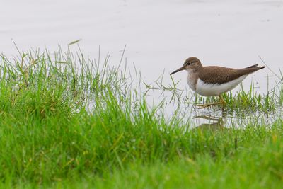 Common Sandpiper