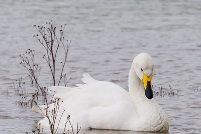 Whooper Swan