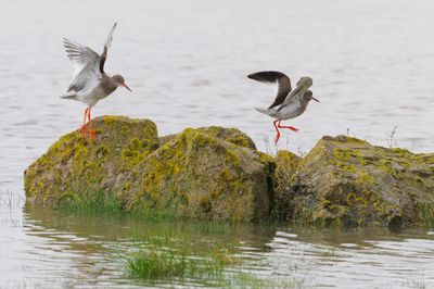 Redshank