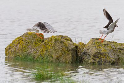 Redshank