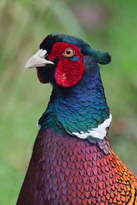 Pheasant