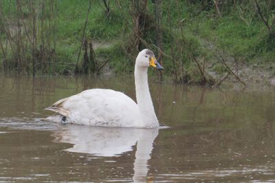 Whooper Swan