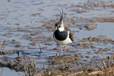 Lapwing