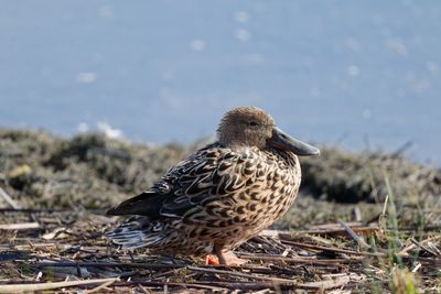 Shoveler