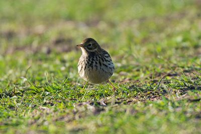 Meadow Pipit