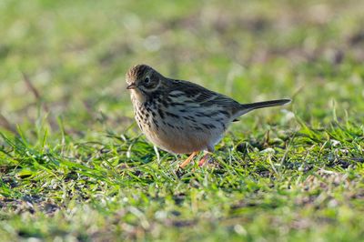 Meadow Pipit