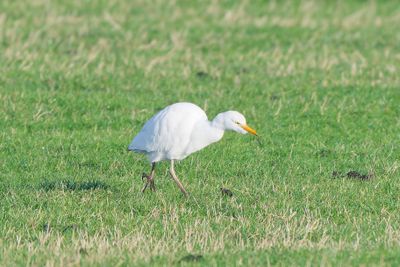 Cattle Egret