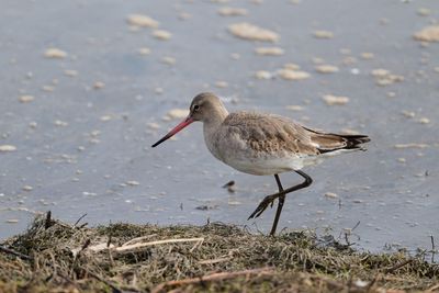 Black-tailed Godwit
