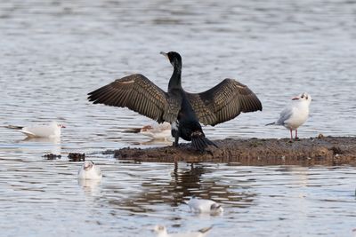 Cormorant