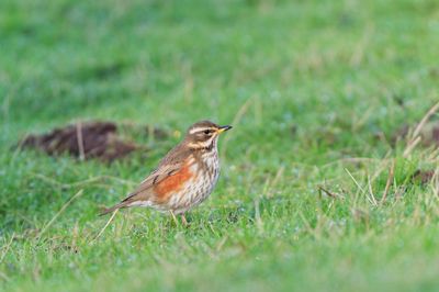 Redwing