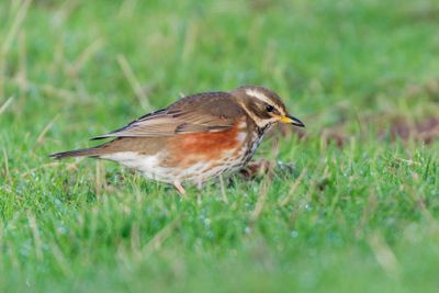 Redwing