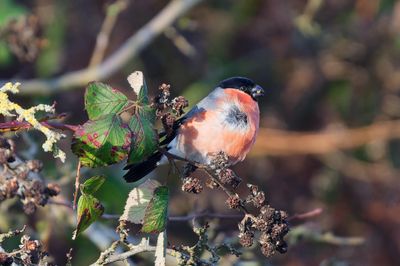 Bullfinch