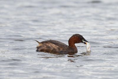 Little Grebe