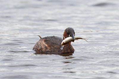Little Grebe