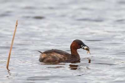 Little Grebe
