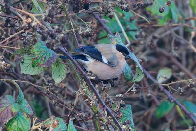 Bullfinch