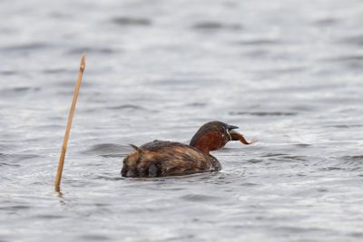 Little Grebe