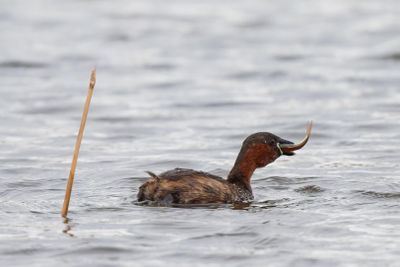Little Grebe