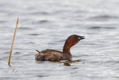 Little Grebe