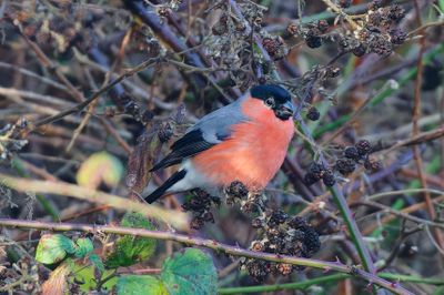 Bullfinch