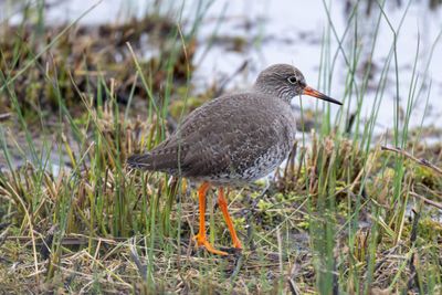 Redshank
