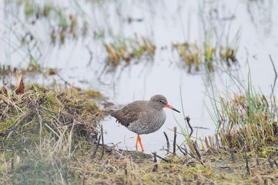 Redshank