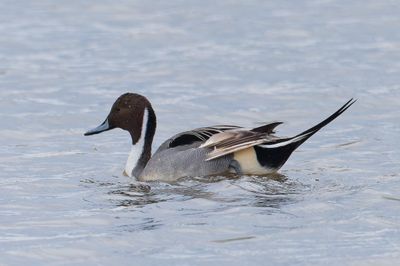 Pintail
