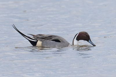 Pintail