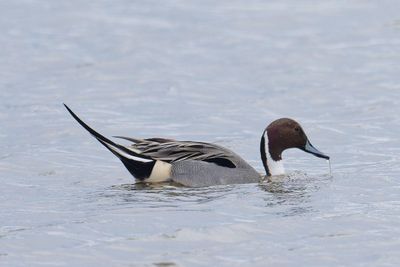 Pintail