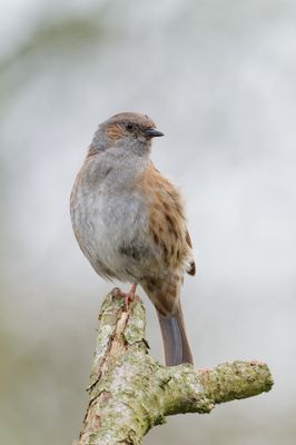 Dunnock