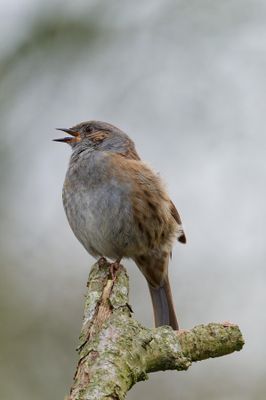 Dunnock