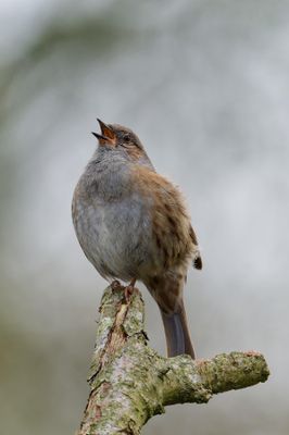 Dunnock