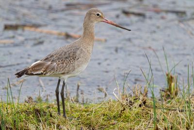 Black-tailed Godwit