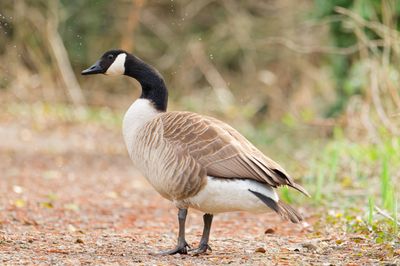 Canada Goose