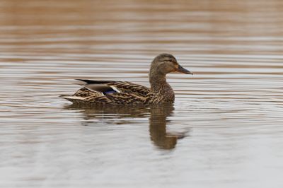 Mallard