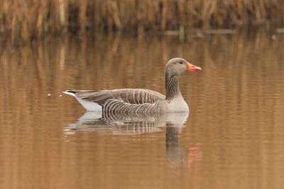 Greylag Goose